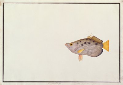Spotted Archerfish, from Drawings of Fishes from Malacca, c.1805-18 by Chinese School